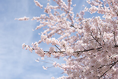 亀松閣の桜